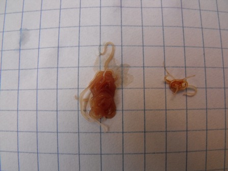 Anisakis (?) su Scomber colias - immagini splatter-
